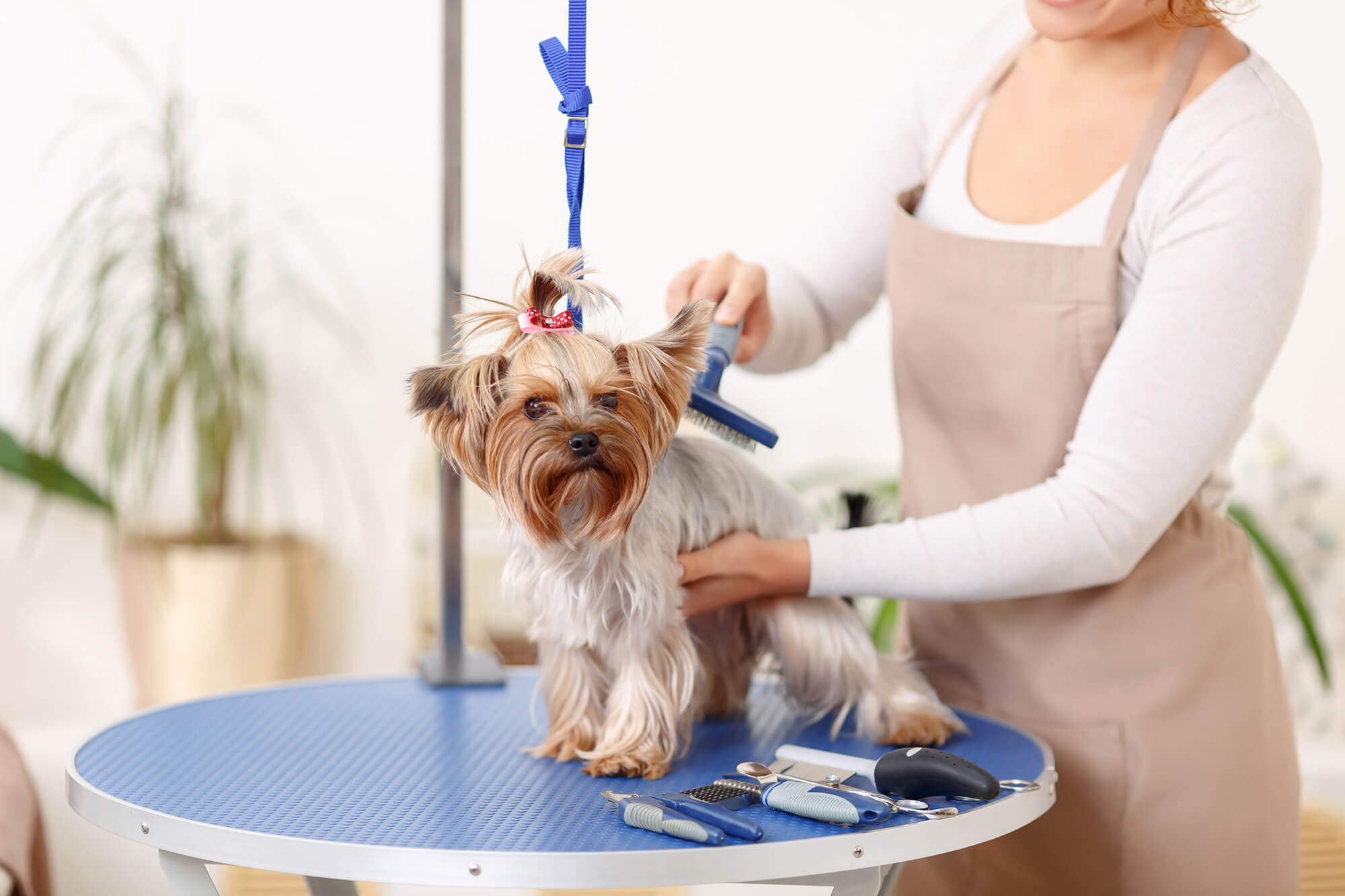 Pet Business Insurance Dog Grooming and Walkers